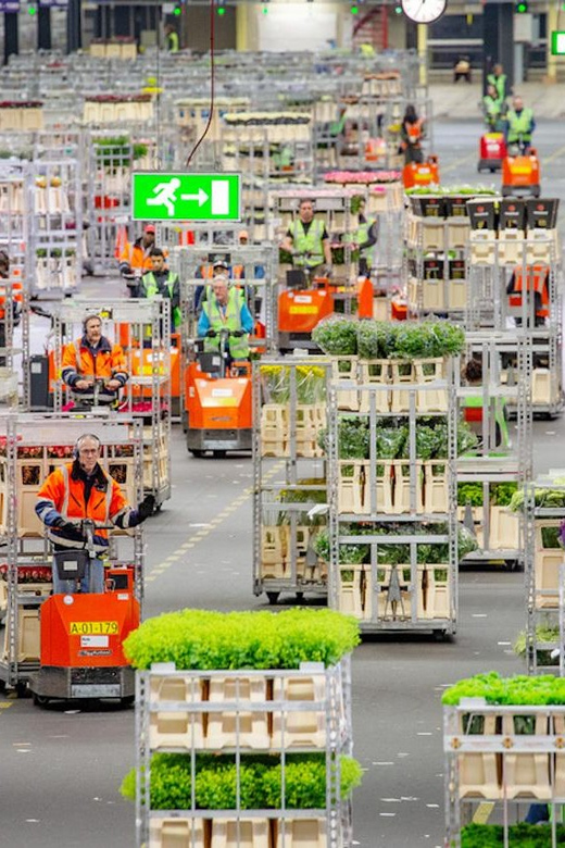 Aalsmeer: Flower Auction Royal Flora Holland Entry Ticket - Seeing Aalsmeer’s flower trade at full scale
