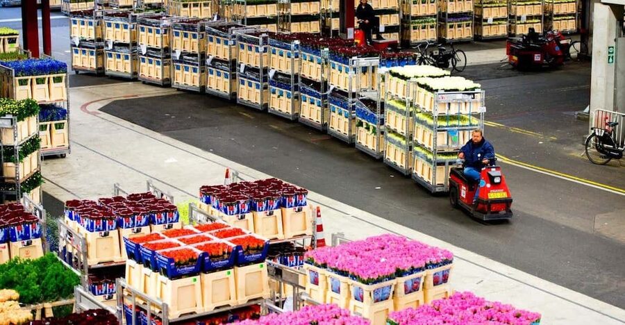 Aalsmeer: Flower Auction Royal Flora Holland Entry Ticket - Following the journey from grower to market