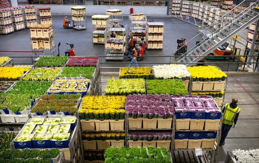 Aalsmeer: Flower Auction Royal Flora Holland Entry Ticket - Booking, timing, and practical details