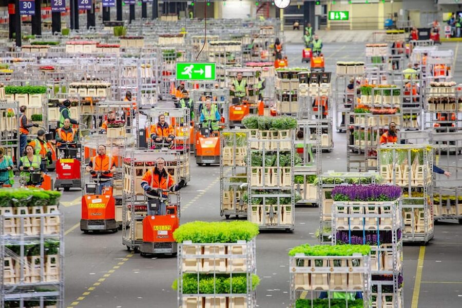 Aalsmeer: Flower Auction Royal Flora Holland Entry Ticket - Why an early start improves the visit