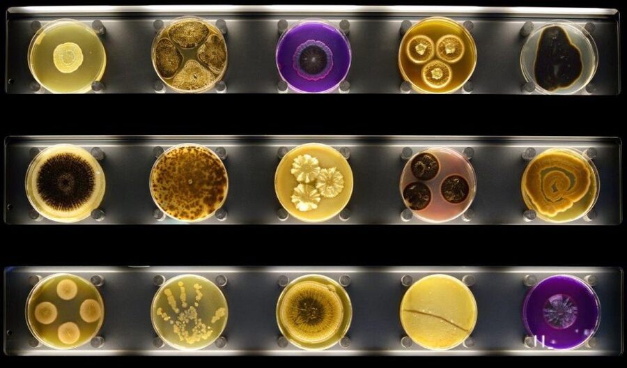 Amsterdam: ARTIS-Micropia Microbe Museum Entry Ticket - Living Displays, Microscopes, and the Laboratory