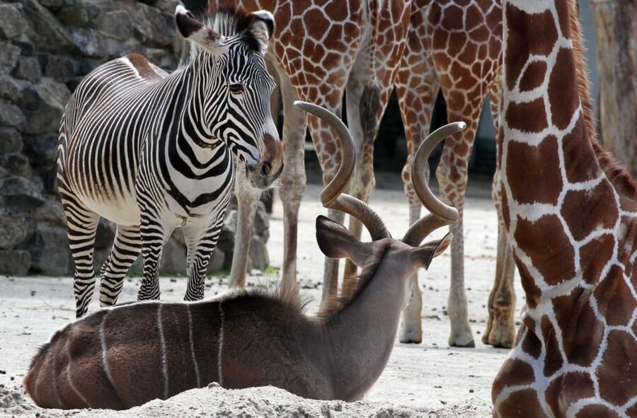 Amsterdam: ARTIS Royal Zoo and ARTIS Groote Museum Ticket - Opening hours and timing advice