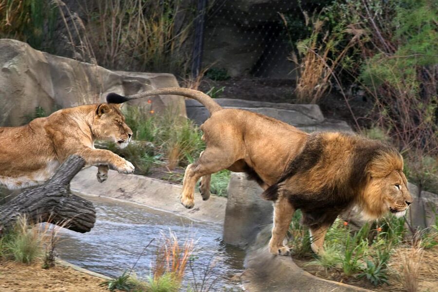 Amsterdam: ARTIS Royal Zoo and ARTIS Groote Museum Ticket - Why ARTIS works well for a day in Amsterdam