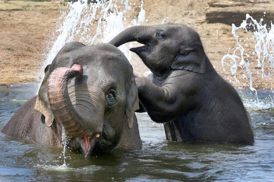 Amsterdam: ARTIS Royal Zoo and ARTIS Groote Museum Ticket - Meeting the elephant calves at ARTIS Zoo