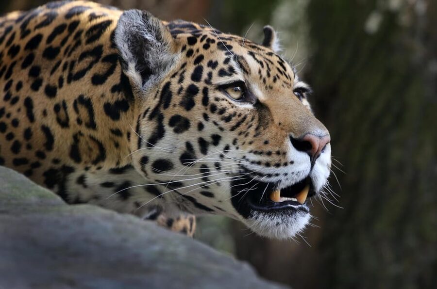 Amsterdam: ARTIS Royal Zoo and ARTIS Groote Museum Ticket - Historic monuments and flower gardens between animal stops