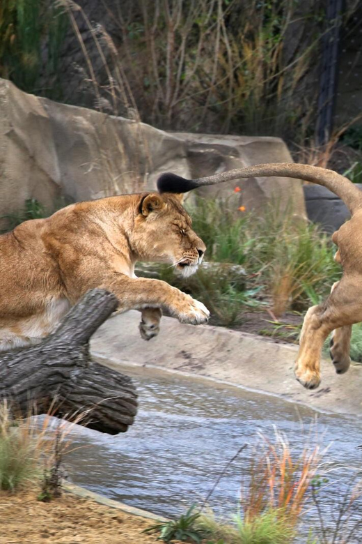 Amsterdam: ARTIS Royal Zoo and ARTIS Groote Museum Ticket - After-hours walks and seasonal activities