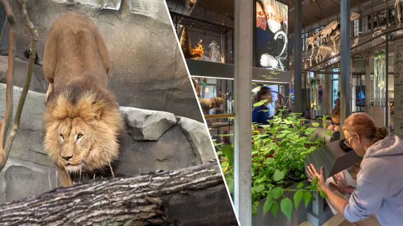 Amsterdam: ARTIS Royal Zoo and ARTIS Groote Museum Ticket - Starting at the Groote Museum beside the flamingos