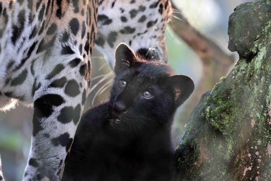 Amsterdam: Artis Royal Zoo & ARTIS-Micropia Combo Ticket - Two Amsterdam attractions with very different personalities