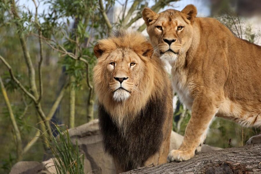 Amsterdam: Artis Royal Zoo & ARTIS-Micropia Combo Ticket - The Planetarium adds an indoor trip through space