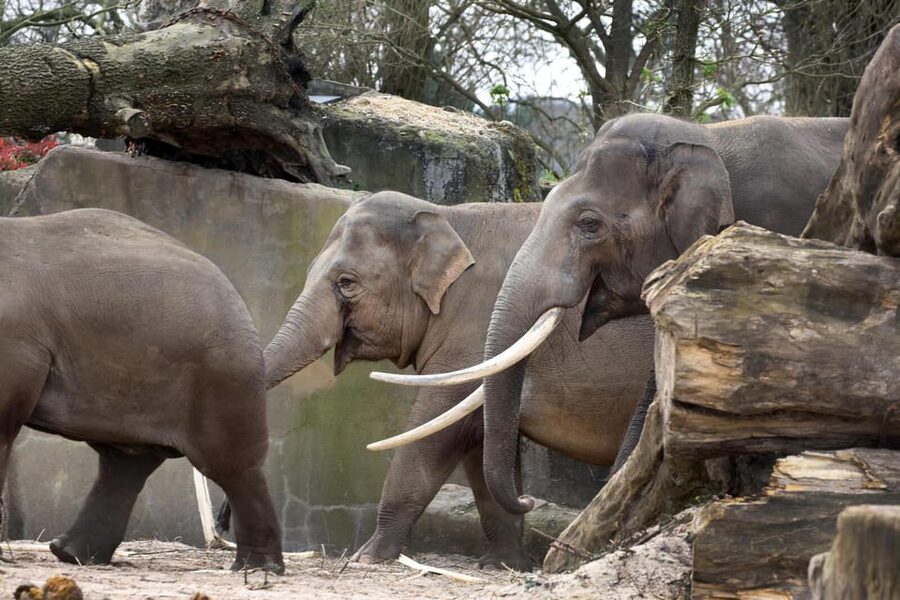 Amsterdam: Artis Royal Zoo & ARTIS-Micropia Combo Ticket - ARTIS-Micropia makes invisible life visible