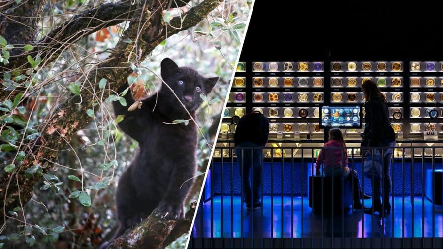 Amsterdam: Artis Royal Zoo & ARTIS-Micropia Combo Ticket - Starting with the animals at ARTIS Royal Zoo