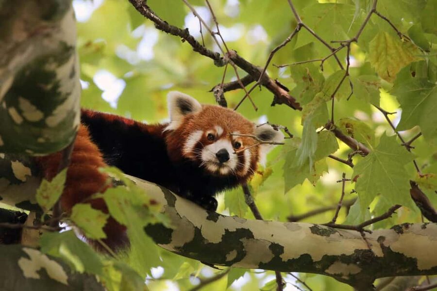 Amsterdam: ARTIS Royal Zoo Entry Ticket - Opening hours and the best time to visit