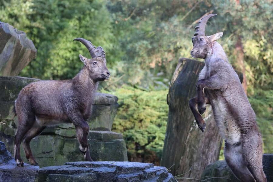 Amsterdam: ARTIS Royal Zoo Entry Ticket - Animal presentations and the daily schedule
