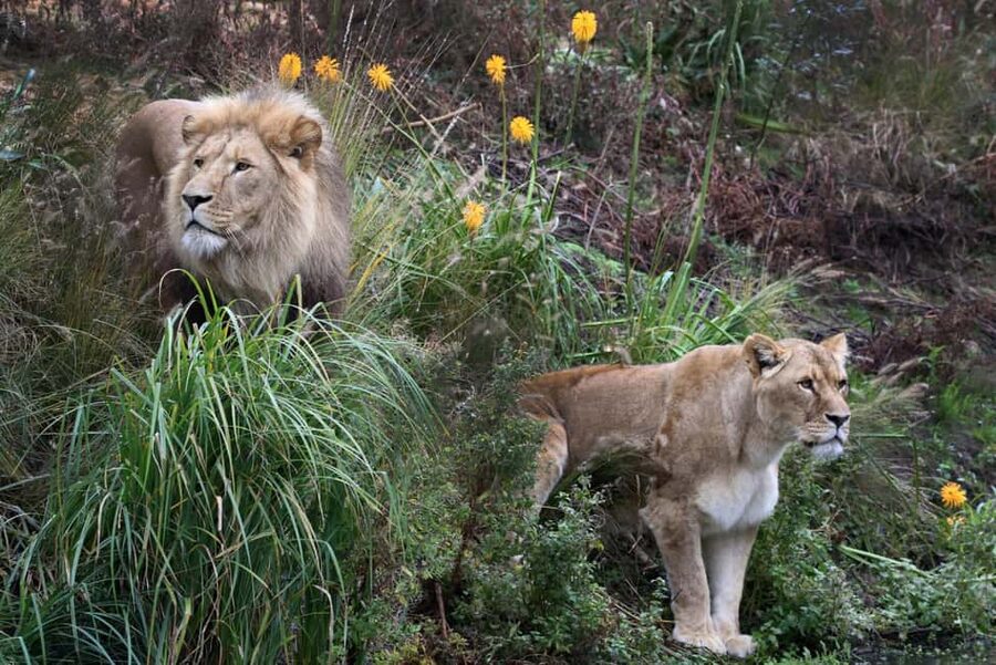 Amsterdam: ARTIS Royal Zoo Entry Ticket - A city zoo with room to wander