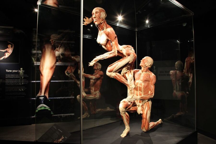 Amsterdam: Body Worlds Exhibition and Canal Cruise - Key points to know before booking