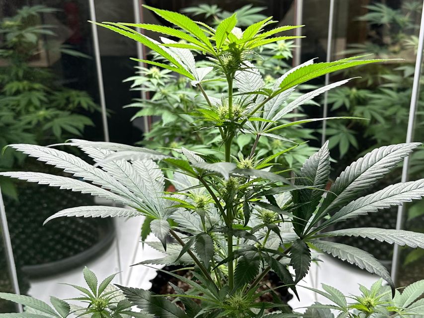 Amsterdam: Cannabis Museum Entry Ticket - How long to allow, and how the visit feels