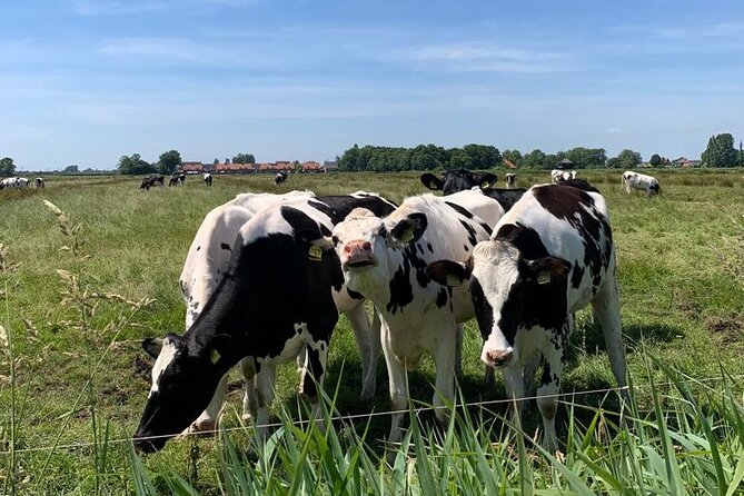 Amsterdam Countryside Bike and Kayak Tour - Returning through Zunderdorp