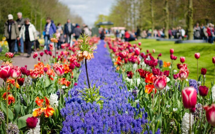 Amsterdam: Day Tour Keukenhof and Zaanse Schans Windmills - Key points at a glance
