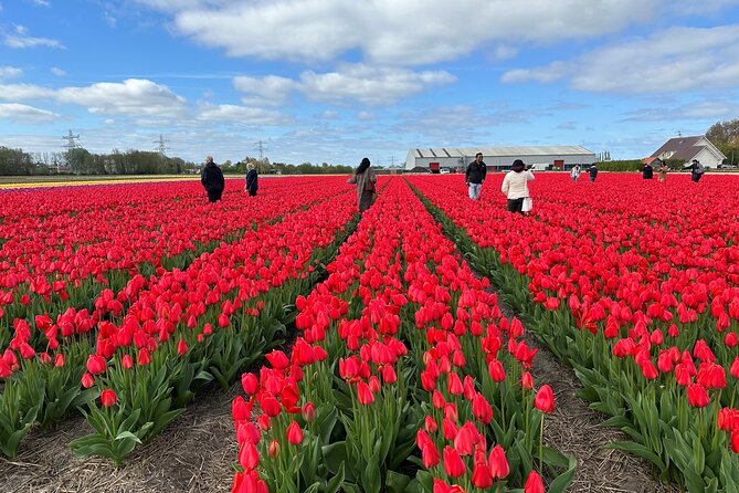 Amsterdam: Day trip to Tulip Farm, Keukenhof + Windmill Cruise - De Tulperij: the most personal stop