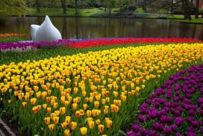 Day trip to Tulip Farm, Keukenhof + Windmill Cruise