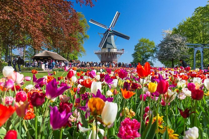 Amsterdam: Day trip to Tulip Farm, Keukenhof + Windmill Cruise - The best season for tulips