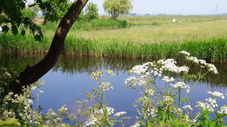 Amsterdam: Dutch Countryside Sunset Canoe Tour - What $92 gets you