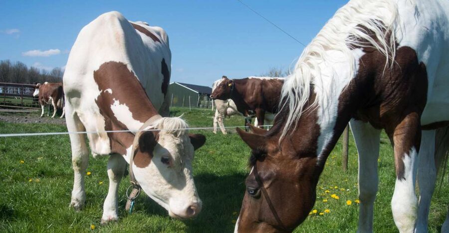 Amsterdam: Full-Day Countryside Tour - Waterland and the logic of the dikes