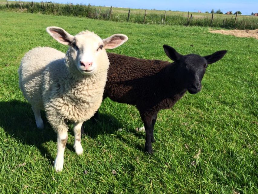 Amsterdam: Full-Day Countryside Tour - Marken and the final village views