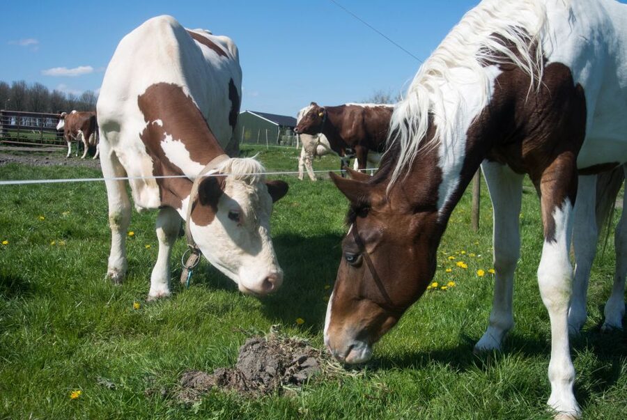 Amsterdam: Full-Day Countryside Tour - The guides can shape the whole day