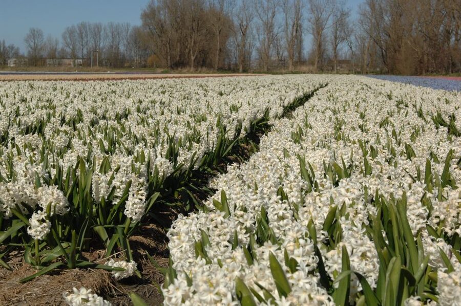 Amsterdam: Half-Day Flower Fields and Keukenhof Bicycle Tour - Why the flower fields are worth seeing by bike