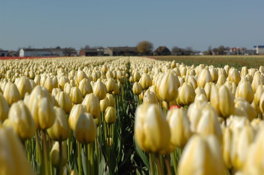 Amsterdam: Half-Day Flower Fields and Keukenhof Bicycle Tour - Two hours inside Keukenhof