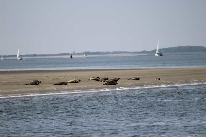 Amsterdam: Half-Day Seal Safari at Waddensea UNESCO Site - Key points to know before you book