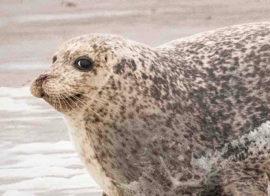Amsterdam: Half-Day Seal Safari at Waddensea UNESCO Site - Should you book the Amsterdam seal safari?