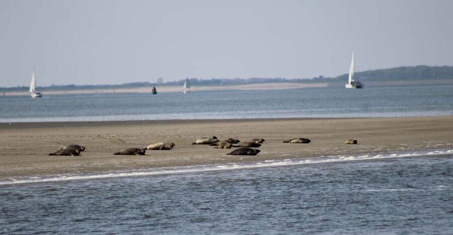 Amsterdam: Half-Day Seal Safari at Waddensea UNESCO Site - From Amsterdam to the reclaimed Dutch countryside