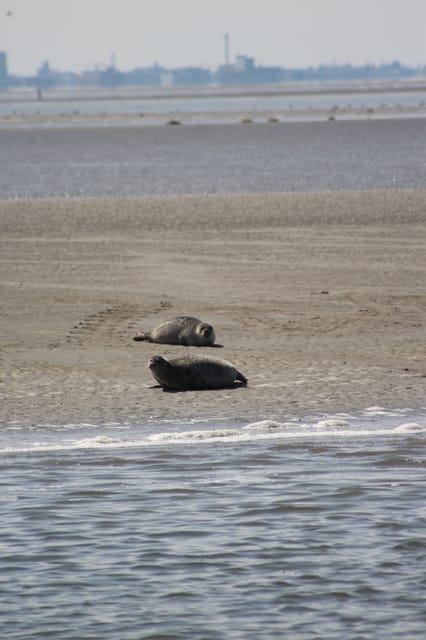 Amsterdam: Half-Day Seal Safari at Waddensea UNESCO Site - What makes the seal safari worth your time