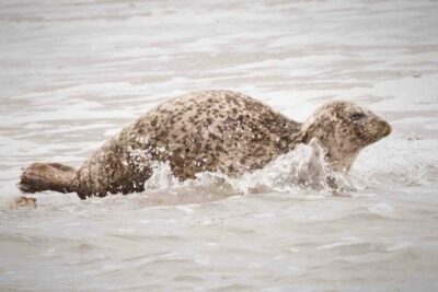 Half-Day Seal Safari at Waddensea UNESCO Site