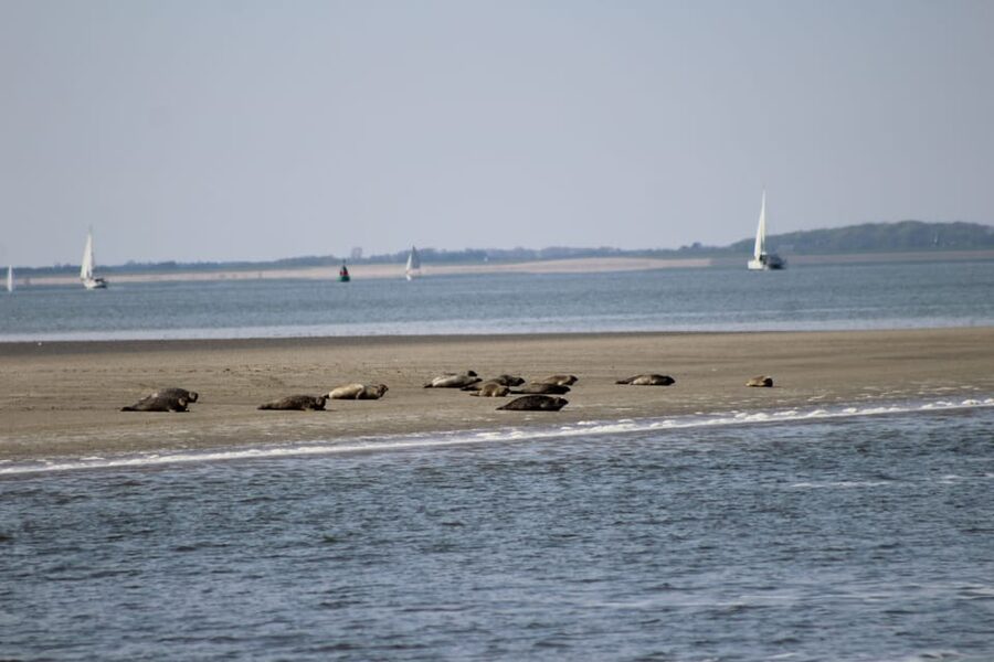 Amsterdam: Half-Day Seal Safari at Waddensea UNESCO Site - Medemblik, the useful second stop