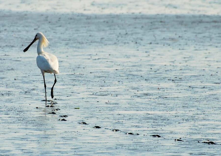 Amsterdam: Half-Day Seal Safari at Waddensea UNESCO Site - Guide support, snacks, and the small-group feel