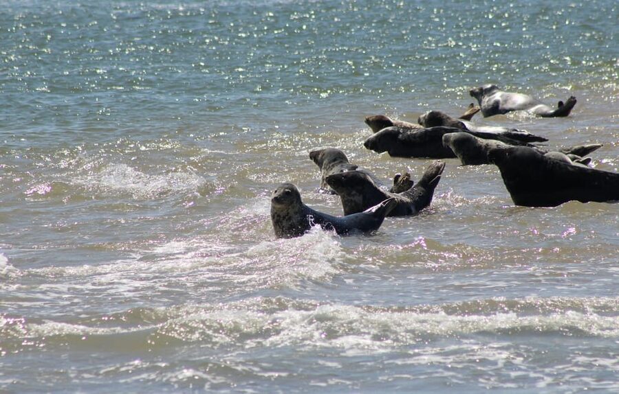 Amsterdam: Half-Day Seal Safari at Waddensea UNESCO Site - Is $199 a fair price?