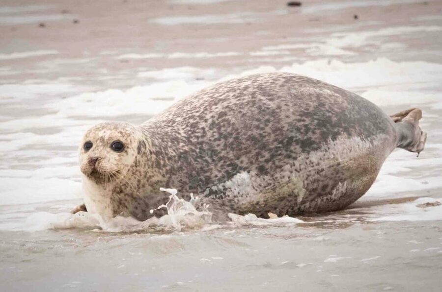 Amsterdam: Half-Day Seal Safari at Waddensea UNESCO Site - Who will enjoy this trip most
