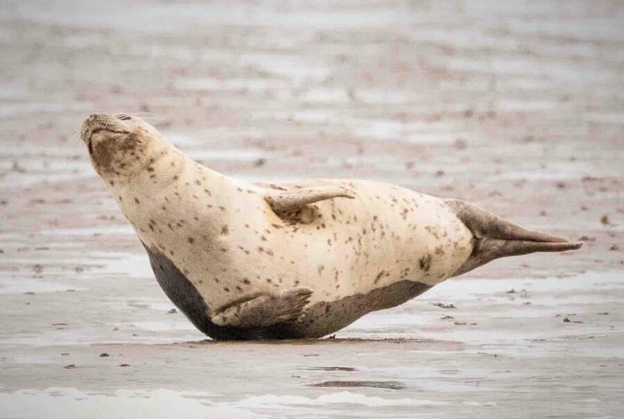 Amsterdam: Half-Day Seal Safari at Waddensea UNESCO Site - Practical details for a smoother day