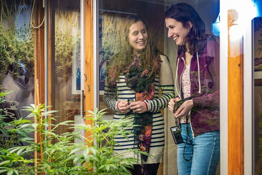 Amsterdam: Hash, Marihuana, and Hemp Museum Entry Ticket - What the collection tells you about cannabis