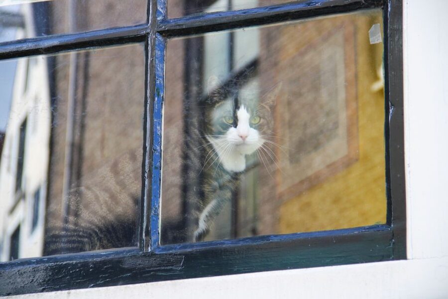 Amsterdam: Jordaan District Tour with a German guide - Four courtyards that most people miss