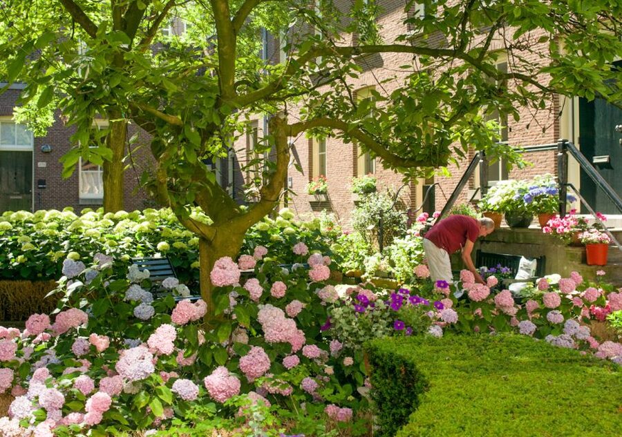 Amsterdam: Jordaan District Tour with a German guide - Tulip mania in a secret garden