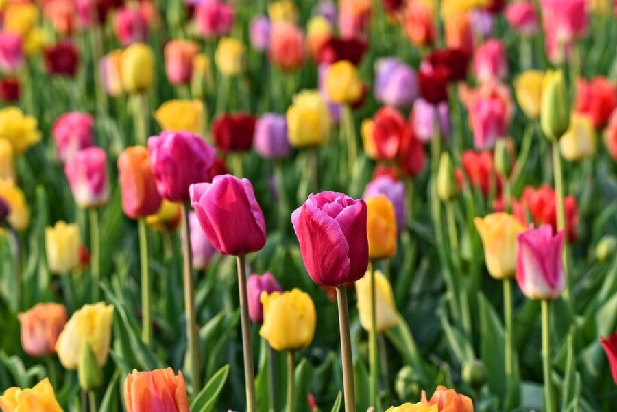 Amsterdam: Keukenhof and Zaanse Schans Live Guided Day Tour - Cheese at Catharina Hoeve