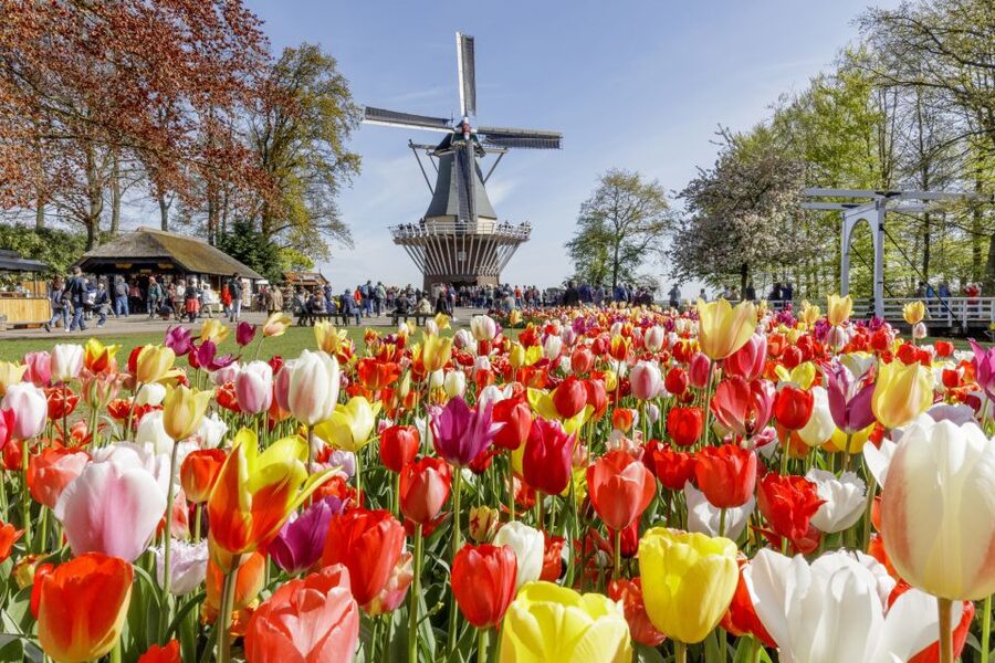 Amsterdam: Keukenhof and Zaanse Schans Live Guided Day Tour - What the $71 price really covers