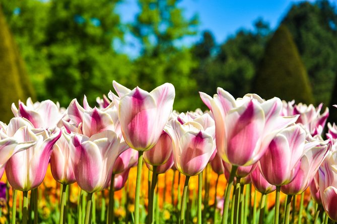 Amsterdam: Keukenhof and Zaanse Schans Windmills Guided Day Trip - Cheese tasting at Catharina Hoeve