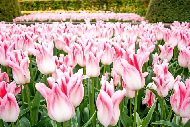 Amsterdam: Keukenhof Entry & Shuttle Bus with Flexible Return - Entering Keukenhof, where the flowers do the talking