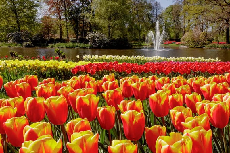 Amsterdam: Keukenhof Ticket and Roundtrip Shuttle Transfer - What you can do during your visit