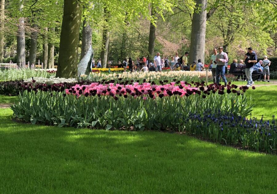 Amsterdam: Keukenhof Tulip Garden and Giethoorn Experience - Who will enjoy this day most?
